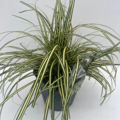 ohgreen Vaste Planten|Ecocheques|Carex hachijoensis Evergold ( Bontbladige Zegge )