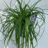 ohgreen Vaste Planten|Ecocheques|Carex oshimensis Evergreen ( Zegge )