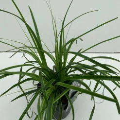 ohgreen Vaste Planten|Ecocheques|Carex oshimensis Everlime ( Zegge )