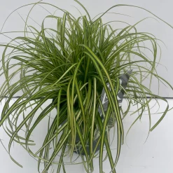 ohgreen Vaste Planten|Ecocheques|Carex oshimensis Eversheen ( Zegge )