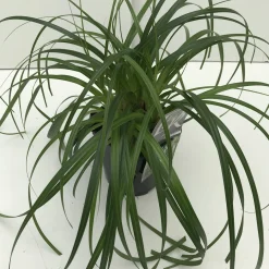 ohgreen Vaste Planten|Ecocheques|Carex ribbon falls