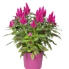 ohgreen Voorjaar|Ecocheques|Celosia deep purple p19 h40