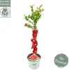 ohgreen Struiken|Ecocheques|Chaenomeles speciosa Scarlet Storm ( Japanse Dwergkwee )