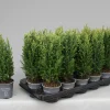ohgreen Struiken|Ecocheques|Chamaecyparis lawsoniana Snow White