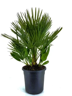ohgreen Mediterrane Planten|Ecocheques|Chamerops humulis p32