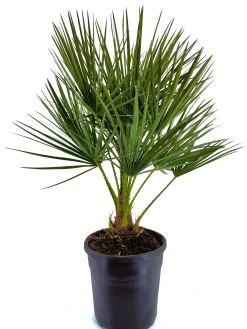 ohgreen Mediterrane Planten|Ecocheques|Chamerops humulis p22