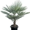 ohgreen Ecocheques|Mediterrane Planten|Chinese Waaierpalm