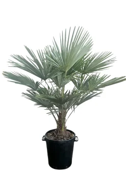 ohgreen Ecocheques|Mediterrane Planten|Chinese Waaierpalm
