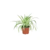 ohgreen Groene Planten|Ecocheques|chlorophytum comosum ( Graslelie of Spinnenplant )