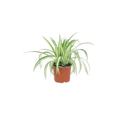 ohgreen Groene Planten|Ecocheques|chlorophytum comosum ( Graslelie of Spinnenplant )