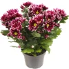 ohgreen Najaar|Ecocheques|Chrysant Ciao