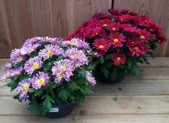 ohgreen Chrysanten|Najaar|chrysant schaal