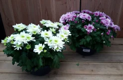 ohgreen Chrysanten|Najaar|chrysant schaal