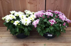 ohgreen Chrysanten|Najaar|chrysant schaal