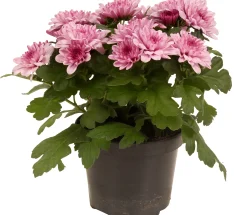 ohgreen Chrysanten|Najaar|Chrysanthemum dubbel roze ( Chrysant )