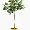 ohgreen Mediterrane Planten|Ecocheques|Citroenboom p25