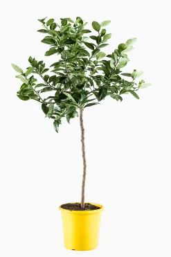 ohgreen Mediterrane Planten|Ecocheques|Citroenboom p25