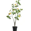ohgreen Sfeermakers|Citroenplant geel pot 105 cm