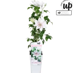 ohgreen Ecocheques|Klimplanten|Clematis Corinne