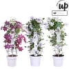 ohgreen Ecocheques|Klimplanten|Clematis Double Up blauw-wit p23