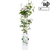 ohgreen Klimplanten|Ecocheques|Clematis evision Samaritan Jo