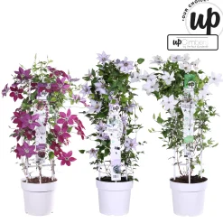 ohgreen Ecocheques|Klimplanten|Clematis Masa p23