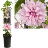 ohgreen Klimplanten|Ecocheques|Clematis multi Pink ( bosrank )