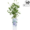 ohgreen Klimplanten|Ecocheques|Clematis 'Parisienne Boulevard'