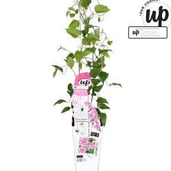 ohgreen Ecocheques|Klimplanten|Clematis Yuan