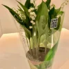 ohgreen Voorjaar|Ecocheques|Convallaria majalis of meiklokjes p13