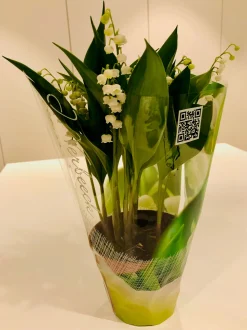 ohgreen Voorjaar|Ecocheques|Convallaria majalis of meiklokjes p13