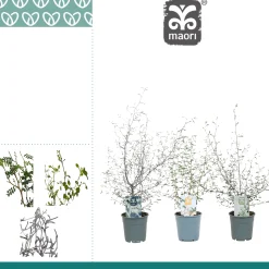 ohgreen Najaar|Ecocheques|Corakia Maeori mix