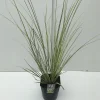 ohgreen Vaste Planten|Ecocheques|Cortaderia selloana Mini Goldpampas ( Pampasgras )