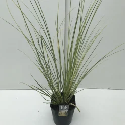 ohgreen Vaste Planten|Ecocheques|Cortaderia selloana Mini Goldpampas ( Pampasgras )