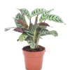 ohgreen Groene Planten|Ecocheques|Ctenanthe burle-marxii p12 h30