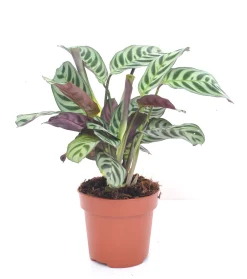 ohgreen Groene Planten|Ecocheques|Ctenanthe burle-marxii p12 h30