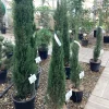 ohgreen Struiken|Ecocheques|Cuprocyparis leylandii Pyramidalis