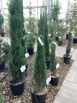 ohgreen Struiken|Ecocheques|Cuprocyparis leylandii Pyramidalis