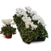 ohgreen Najaar|Ecocheques|Cyclamen silverado