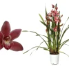 ohgreen Ecocheques|Bloeiende Planten|Cymbidium allison shaw p12 h50
