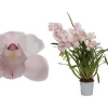 ohgreen Ecocheques|Bloeiende Planten|Cymbidium pink bell p12 h65