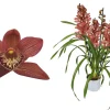 ohgreen Bloeiende Planten|Ecocheques|Cymbidium red Beauty Roy 4 bloemstelen