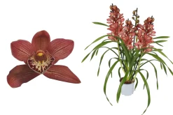 ohgreen Bloeiende Planten|Ecocheques|Cymbidium red Beauty Roy 4 bloemstelen