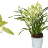 ohgreen Ecocheques|Bloeiende Planten|Cymbidium wild mint p12 h50