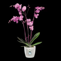 ohgreen Ecocheques|Potten En Vazen|Diamond orchidee 12,5cm
