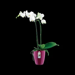 ohgreen Kunststof|Ecocheques|Diamond orchidee hoog 12,5cm