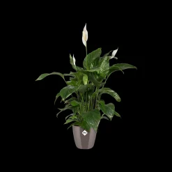 ohgreen Ecocheques|Potten En Vazen|Diamond orchidee hoog 20cm