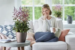 ohgreen Ecocheques|Potten En Vazen|Diamond orchidee hoog 20cm