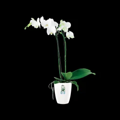 ohgreen Kunststof|Ecocheques|Diamond orchidee hoog 12,5cm
