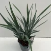 ohgreen Vaste Planten|Ecocheques|Dianella revoluta Blue Stream ( Tasmaanse Vlaslelie )